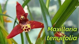 Maxillaria tenuifolia очередное домашнее цветение [upl. by Eibot]