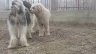 Natural breeding of dogs  Mioritic Sheepdog [upl. by Aerdnua]