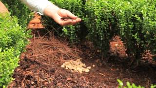 How to Mulch Shrubs  Landscaping Designs amp Ideas [upl. by Bellamy]