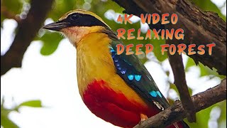 Relaxing with amazing birds in deep forest [upl. by Enyamert208]