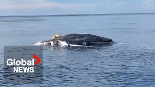 Endangered white sharks spotted eating whale carcass in Nova Scotia [upl. by Millhon]