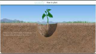 Capillary water and how it can help to combat desertification [upl. by Ilanos]