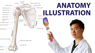 I Drew a Bone Anatomy Illustration like Netter Atlas of Human Anatomy  Medical Illustration [upl. by Mafala]