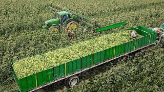 US Farmers Harvest 29 Billion Pounds Of Sweet Corn This Way  Farming [upl. by Ellary]