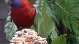 Crimson Rosella  Platycercus elegans [upl. by Lorolla925]