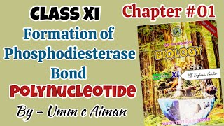 Formation of Phosphodiester bond Polynucleotide Chapter 01Biological molecules Class 11th [upl. by Eneres300]