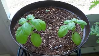 How to grow Sweet Basil from seed in containers🍃 [upl. by Nynahs]