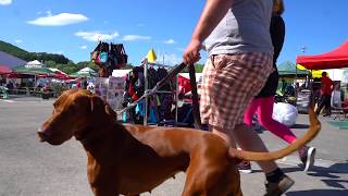 Nemzetközi kutyakiállítás Szilvásvárad 2018 Dog Show [upl. by Latton705]