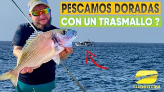 💛 SEGUIMOS EN RACHA CON LAS DORADAS NOS LANZAN UN TRASMALLO QUE PASO❓SURFCASTING 🖤 [upl. by Pettiford45]