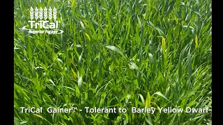 Barley Yellow Dwarf [upl. by Iren]