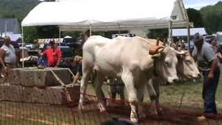 Oxen pull 7 on the 4th of July in Reading Vermont [upl. by Garvin150]