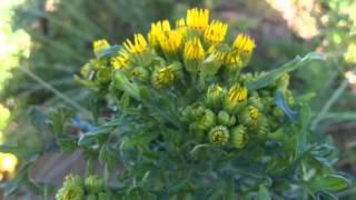 Ragwort Jacobaea vulgaris syn Senecio jacobaea  Tansy Ragwort  20120613 [upl. by Yelsna]