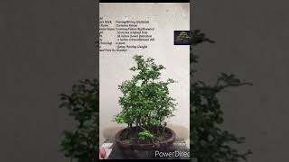 SN30 bonsai pruning wiring Carmona RetusaFukien TeaBoxwood shorts [upl. by Dlorrej]