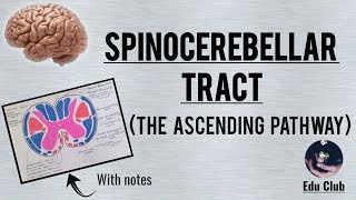 Spinocerebellar tract  The Ascending Tracts [upl. by Abbe]