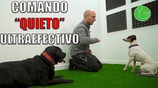 ENSEÑAR a un PERRO a QUEDARSE QUIETO Adiestramiento Canino en Obediencia [upl. by Airun]