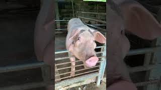 Mama Pig Oinking And Barking In Shelter shorts [upl. by Thill]