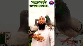 রেসার কবুতর রেসার কবুতরের দাম resar kabutar guru tiktok shorts short viral [upl. by Enitsuj]