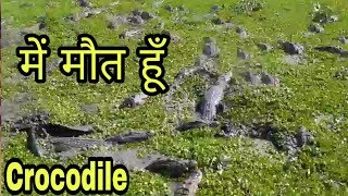 River of crocodiles Vishwamitri  मगरमच्छों की खान वाली नदी । mile of crocodiles [upl. by Kingsly936]