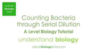 Concept of Serial Dilution to count bacteria numbers Alevel Biology OCR A Eduqas Edexcel AQA [upl. by Yuht]