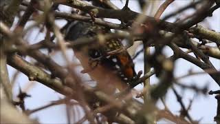 Spotted Pardalote call [upl. by Acirrehs]