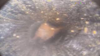 Downhole Video 06072024 2 [upl. by Sidwell]