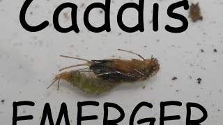 How to tie a caddis emerger [upl. by Muncey]