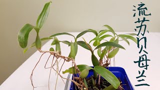 Coelogyne fimbriata 流苏贝母兰 [upl. by Josie]