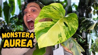 I propagated my Monstera Aurea…here are the results 💚 houseplants I love [upl. by Camile583]