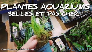 unboxing achat plante aquarium sur internet  aquabota  Pascal Aquariums Naturels [upl. by Retsehc]