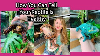 Is Your Reptile Healthy [upl. by Ylaek]