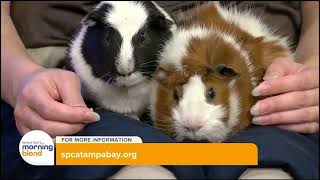 Adorable Animals Alert Wfts Pet Patrol On June 19 2024 [upl. by Warthman882]