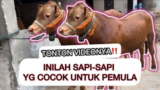 JANGAN SAMPAI SALAH PILIH‼️INILAH JENIS SAPI YG COCOK UNTUK PETERNAK PEMULA‼️GROSIR SAPI TANPA CALO [upl. by Paco]