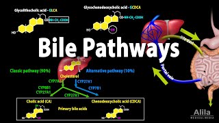 Bile Pathways and the Enterohepatic Circulation Animation [upl. by Dahcir]