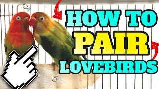 HOW TO PAIR LOVEBIRDS  4 Ways amp TIPS in Pairing Lovebirds amp WINNER Announcement [upl. by Nomor]