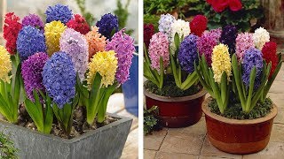 How to Plant Top Size Hyacinths Spring Garden Guide [upl. by Ellenod]