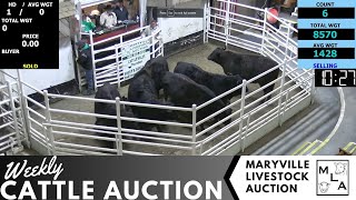 1252024 Maryville Livestock Auction  Cattle Auction [upl. by Oza]