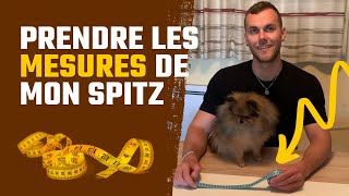 🐶 Comment prendre les mesures de mon chien  🐾  ✦ 100 POMERANIAN [upl. by Ynes]