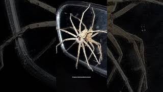 Creepy Moment Giant Spider Attacking Human  Watch The video  videoshort Viral Creepy Scary [upl. by Evyn]