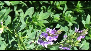 البرسيم الحجازي Medicago sativa [upl. by Annamaria]