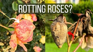 How To Cure Botrytis Blight on Roses Identify the Disease and Save Your Flowers [upl. by Annawal]