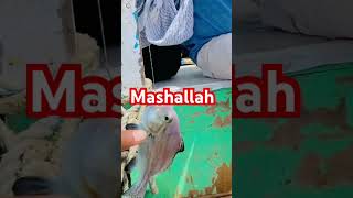 Boat fishing Karachi 🐟🎣🐟viralvideo youtubeshorts fish love musicgenre [upl. by Rianna]