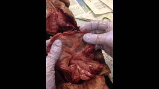 Mink Dissection 10 The Mesentery [upl. by Mark]