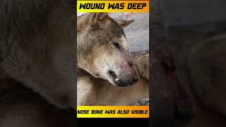 Rescue Dog with head wound shorts dogrescue [upl. by Alleuqahs]