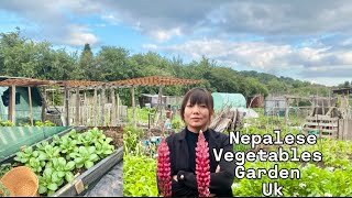 बेलायतमा नेपाली सब्जीबारी  Allotment update [upl. by Nosna]