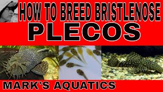 HOW TO BREED BRISTLENOSE PLECOS [upl. by Elbart]