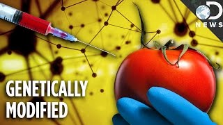 Are Any Foods Natural Anymore GMOs Explained [upl. by Notlaw]