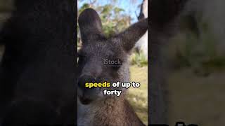 Kangaroo Jumping The Art of Bouncing kangaroo shorts animals [upl. by Willetta352]