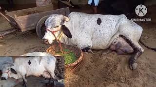 गर्मियों मे होने वाले मास्टाइटिस सही पहचान  Toxemia  Mastitis  Best Treatment Advice [upl. by Sexela]