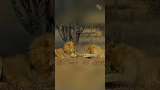 Swift and Lethal Lions Sudden Attack on an Unaware Cheetah [upl. by Ecirtra]