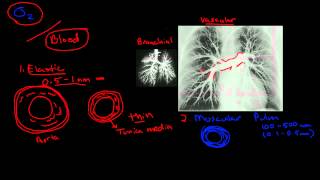 Pulmonary Blood Flow [upl. by Dnallor]